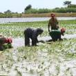 Producci&oacute;n de arroz en San Mart&iacute;n genera m&aacute;s de US$ 100 millones al a&ntilde;o en ventas, inform&oacute; el SENASA - 