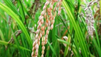 Anuncian lanzamiento de nueva variedad de arroz �La Victoria� para segundo semestre del 2014, en el Valle del Alto Mayo