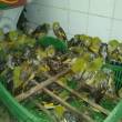 M&aacute;s de mil pericos fueron rescatados de manos de traficantes en Moyobamba - 