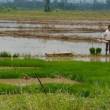 Formular&aacute;n proyecto de inversi&oacute;n para prevenir el a&ntilde;ublo bacterial, que afecta los cultivos de arroz en San Mart&iacute;n - En acci&oacute;n conjunta entre la Direcci&oacute;n Regional de Agricultura San Mart&iacute;n-DRASAM, el Servicio Nacional de Seguridad Alimentaria-SENASA y el INIA
