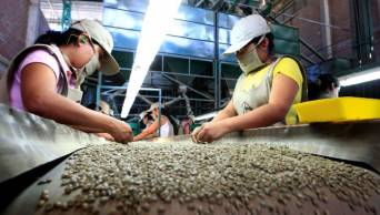 CAJAMARCA: Cooperativa cafetalera busca implementar la Ruta del Caf&eacute;, que forme parte de la Gran Ruta Milenaria del Mara&ntilde;&oacute;n-Ja&eacute;n