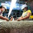 CAJAMARCA: Cooperativa cafetalera busca implementar la Ruta del Caf&eacute;, que forme parte de la Gran Ruta Milenaria del Mara&ntilde;&oacute;n-Ja&eacute;n - De otro lado, proyecta mantener nivel de exportaciones de 23 mil quintales de caf&eacute; org&aacute;nico a importantes mercados de Europa y Estados Unidos