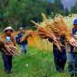 Cinco importantes empresas nacionales quieren adquirir el 25 por ciento de la producci&oacute;n total de quinua en el pa&iacute;s - En tanto la regi&oacute;n Puno prev&eacute;, este a&ntilde;o, cosechar 32 mil toneladas de este grano andino, seg&uacute;n el director regional de Agricultura, Elard L&oacute;pez Proa&ntilde;o