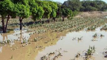 Ministerio de Agricultura apoya a agricultores afectados por los desastres naturales en San Mart&iacute;n y Apur&iacute;mac