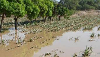 M&aacute;s de 2500 hect&aacute;reas de cultivos han sido afectadas por las graves inundaciones registradas en Moyobamba