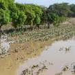M&aacute;s de 2500 hect&aacute;reas de cultivos han sido afectadas por las graves inundaciones registradas en Moyobamba - Da&ntilde;os se han producido principalmente en la margen izquierda del r&iacute;o Mayo, con un saldo de 450 viviendas afectadas en varios caser&iacute;os y centros poblados
