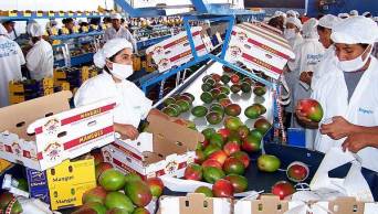 En 5 a&ntilde;os Per&uacute; ser&aacute; l&iacute;der mundial en agroexportaci&oacute;n, debido al inmenso potencial de desarrollo que tiene