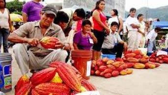 Exportaciones de cacao superaron los 243 millones de d&oacute;lares en el 2014. Producci&oacute;n alcanz&oacute; las 76,900 toneladas