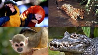 La Reserva Nacional Pacaya Samiria es reconocida como el segundo mejor lugar del mundo para la vida silvestre
