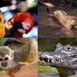 La Reserva Nacional Pacaya Samiria es reconocida como el segundo mejor lugar del mundo para la vida silvestre - Por el prestigioso medio norteamericano USA Today. Est&aacute; ubicada en el coraz&oacute;n del r&iacute;o Amazonas, una de las siete maravillas naturales del mundo