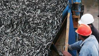 Descubren importante recuperaci&oacute;n de biomasa de anchoveta en el sur del pa&iacute;s y reportan 607 mil toneladas de ejemplares juveniles