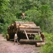 Reiteran que es imprescindible la articulaci&oacute;n del Ejecutivo con los gobiernos regionales para combatir tala ilegal en el pa&iacute;s - Durante el "Taller de Identificaci&oacute;n y Priorizaci&oacute;n de la Problem&aacute;tica Forestal en Ucayali y Propuesta de Metas 2015", realizado en Pucallpa.