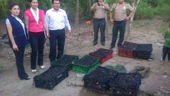 Incautan animales silvestres que estaban enjaulados en condiciones deplorables, listos para ser comercializados