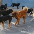 Proliferaci&oacute;n de perros callejeros podr&iacute;a convertirse en  un tema de salud p&uacute;blica, en Moyobamba, San Mart&iacute;n - En tanto, Grupos defensores de animales proponen alternativas como creaci&oacute;n de perreras municipales y campa&ntilde;as de adopci&oacute;n de canes