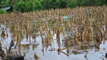 En la regi&oacute;n San Mart&iacute;n, las graves inundaciones dejaron p&eacute;rdidas de casi 19 millones de nuevos soles en cultivos