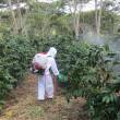 Expertos reforzar&aacute;n trabajos de recuperaci&oacute;n de caf&eacute; en San Mart&iacute;n y otras zonas afectadas por la roya amarilla - Tambi&eacute;n acompa&ntilde;ar&aacute;n a los productores cafetaleros de Jun&iacute;n, Pasco, Ayacucho, Cusco, Ucayali, Hu&aacute;nuco, Amazonas, Cajamarca y Puno
