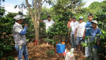Transferir&aacute;n a Agrobanco partida de 100 millones de soles para atender a cafetaleros de la Selva Central