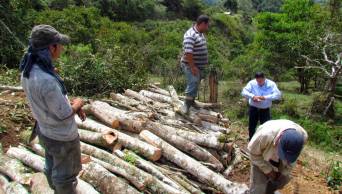 En la regi&oacute;n Loreto presentan propuesta de gu&iacute;a de acciones de control contra la tala ilegal de &aacute;rboles