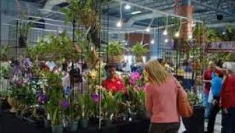 Agro Oriente Viveros, de Moyobamba participar&aacute; en Festival de las Orqu&iacute;deas Redland Internacional, en Estados Unidos