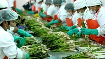 Per&uacute; es l&iacute;der mundial en exportaciones de esp&aacute;rragos frescos, banano org&aacute;nico, lacas colorantes y quinua