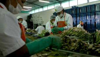 Agroexportaciones crearon casi medio mill&oacute;n de empleos directos y generaron 315 mil puestos de trabajo inducidos, el 2014