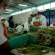 Agroexportaciones crearon casi medio mill&oacute;n de empleos directos y generaron 315 mil puestos de trabajo inducidos, el 2014 - Entre las m&aacute;s de 1,870 empresas exportadoras que tuvieron actividad en nuestro pa&iacute;s, seg&uacute;n inform&oacute; el vicepresidente de Adex, Carlos Lozada