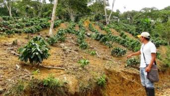 Con &eacute;xito restauran suelos con hongos micorrizas nativas de la regi&oacute;n San Mart&iacute;n, para mejorar producci&oacute;n del caf&eacute;
