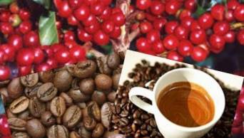 En mayo pr&oacute;ximo funcionar&aacute; el Instituto Nacional del Caf&eacute; que tendr&aacute; la misi&oacute;n de mejorar la calidad de este producto peruano