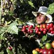 El 2014, la regi&oacute;n San Mart&iacute;n produjo 54,682 toneladas de caf&eacute;, convirti&eacute;ndose en el primer productor a nivel nacional - En &uacute;ltimos 15 a&ntilde;os la producci&oacute;n de caf&eacute; en esta regi&oacute;n se increment&oacute; en un 75%.  El 1995 la producci&oacute;n regional apenas llegaba a las 3,996 toneladas.