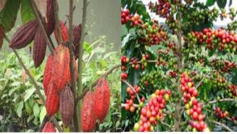 El Huallaga se convirti&oacute; en el primer valle productivo agr&iacute;cola del Per&uacute;, seg&uacute;n informe MINAGRI