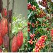 El Huallaga se convirti&oacute; en el primer valle productivo agr&iacute;cola del Per&uacute;, seg&uacute;n informe MINAGRI - Fortalecer&aacute;n productividad y competitividad de este valle, con la implementaci&oacute;n de un Centro de Innovaci&oacute;n Tecnol&oacute;gica (CITE) Agroindustrial.
