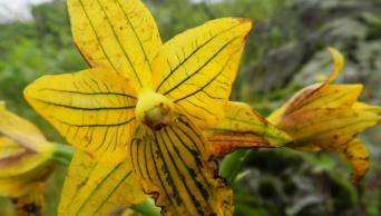 SERFOR encuentra una orqu&iacute;dea que se cre&iacute;a extinta hace medio siglo - www.serfor.gob.pe