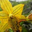 SERFOR encuentra una orqu&iacute;dea que se cre&iacute;a extinta hace medio siglo - www.serfor.gob.pe - 