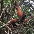 Reconocen a Wacan Numi como nueva �rea de Conservaci&oacute;n Privada (ACP), en la regi&oacute;n Loreto - Alberga una gran variedad de especies de fauna entre las que destacan m&aacute;s de 72 especies de aves entre ellas la Perlita de Iquitos