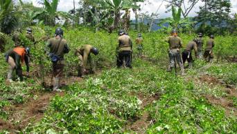 Erradican m&aacute;s de 120 hect&aacute;reas de plantaciones ilegales de coca, en las regiones San Mart&iacute;n, Loreto y Ucayali