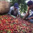 En San Mart&iacute;n, promueven articulaci&oacute;n de productores de caf&eacute; y cacao con financieras y proveedores para mejorar producci&oacute;n - A trav&eacute;s del Proyecto "Fortalecimiento de la Cadena Productiva de Cacao y Caf&eacute;", una iniciativa que fomenta la Municipalidad Provincial El Dorado