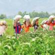 Plantear&aacute;n mecanismos conjuntos de articulaci&oacute;n para promover el desarrollo del agro de la regi&oacute;n San Mart&iacute;n - Durante el denominado "Desayuno Agrario Tarapoto 2015" donde grupos de especialistas analizan el potencial agr&iacute;cola de esta regi&oacute;n amaz&oacute;nica