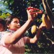 Capacitar&aacute;n a productores de 15 comunidades ind&iacute;genas de la Central Ash&aacute;ninka del R&iacute;o Tambo, en la regi&oacute;n Jun&iacute;n - Por acuerdo de la Mesa de Desarrollo de la Selva Central, realizada el 30 de abril en el Centro de Convenciones de la Municipalidad Provincial de Satipo