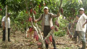 Con cultivos de cacao fino de aroma, se reforestar&aacute;n 2,800 hect&aacute;reas en provincias de las regiones Ucayali y Hu&aacute;nuco