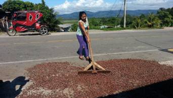 Reforestar&aacute;n 2,800 hect&aacute;reas en provincias de Ucayali y Hu&aacute;nuco con inversi&oacute;n de US$ 800,000