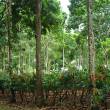 Mediante Sistema Agroforestal promueven cultivo de cacao fino de aroma, beneficiando a 5,438 familias en la regi&oacute;n San Mart&iacute;n - Es una forma de manejo sostenible de suelos, mediante la plantaci&oacute;n de &aacute;rboles forestales, frut&iacute;colas, ornamentales y otros, en asociaci&oacute;n con cultivos agr&iacute;colas