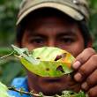 Caficultores del Alto Mayo abandonan sus cultivos de caf&eacute; a causa de la Roya amarilla que afecta cafetales - Un alto porcentaje de trabajadores cafetaleros est&aacute;n migrando hacia el  sur de la regi&oacute;n San Mart&iacute;n en busca de nuevas tierras para trabajar.