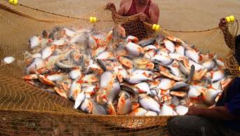Instalan planta de alimento balanceado para peces y reparten 200,000 especies de gamitana, boquichico y paco en la provincia de Alto Amazonas, regi&oacute;n Loreto