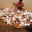 Instalan planta de alimento balanceado para peces y reparten 200,000 especies de gamitana, boquichico y paco en la provincia de Alto Amazonas, regi&oacute;n Loreto - Adem&aacute;s de brindar asistencia t&eacute;cnica a los centros de producci&oacute;n de peces, con un logro de 1 mill&oacute;n 300,000 peces producidos de tipo alevinos y post larvas