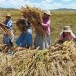 Aumento de la producci&oacute;n de quinua permitir&aacute; al Per&uacute;  mantenerse como primer productor de este grano en el mundo - Existen unas 60 mil hect&aacute;reas; en tanto, desarrollan nuevas &aacute;reas de cultivo de quinua en Ca&ntilde;ete, Ica, Lambayeque y Piura,  gracias al programa Proquinua,