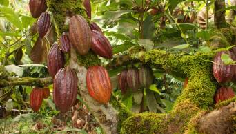 San Mart&iacute;n, Ayacucho, Cusco y Jun&iacute;n, representan el 80 por ciento del total de la producci&oacute;n de cacao en el pa&iacute;s
