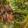 San Mart&iacute;n, Ayacucho, Cusco y Jun&iacute;n, representan el 80 por ciento del total de la producci&oacute;n de cacao en el pa&iacute;s - El 2014, la producci&oacute;n de cacao en Per&uacute; alcanz&oacute; 81,300 toneladas en 106,000 hect&aacute;reas, generando alrededor de 7.7 millones de jornales anuales.