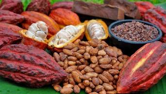 Este a&ntilde;o se proyecta exportar cacao y caf&eacute; provenientes de cultivos alternativos por unos 350 millones de d&oacute;lares