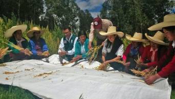 Per&uacute; sigue consolid&aacute;ndose como la primera potencia a nivel mundial en la producci&oacute;n y exportaci&oacute;n de quinua