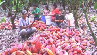 Zonas productoras de cacao de San Mart&iacute;n, Cusco, Jun&iacute;n y Ayacucho representan el 80 por ciento de la producci&oacute;n nacional